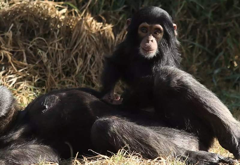 «Κλείστε το, τα ζώα δεν είναι έκθεμα» - Σάλος στα social media για τον χιμπατζή που θανατώθηκε στο Αττικό Πάρκο (ΦΩΤΟ)
